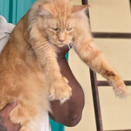 Pet Image